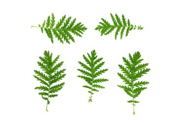 Beyaz arka plan üzerinde izole yeşil bitki yaprak.