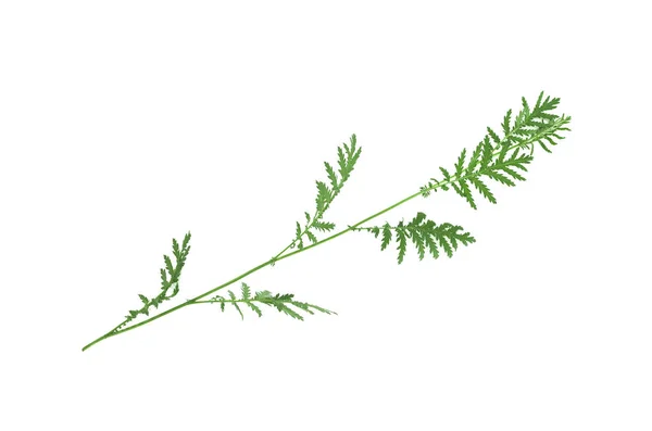 Стебло Рослини Зеленим Листям Ізольовано Білому Тлі — стокове фото