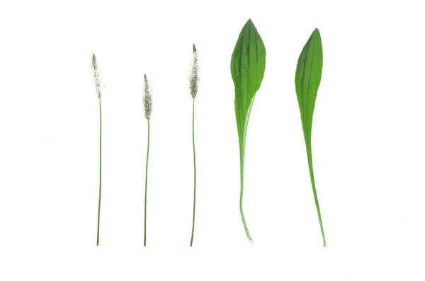 Zöld Növényi Levelek Virágok Elszigetelt Fehér Background — Stock Fotó