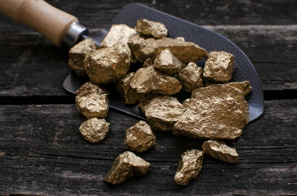 Gold ore nuggets in shovel on old adventurer table. Goldminer Treasure hunter concept.