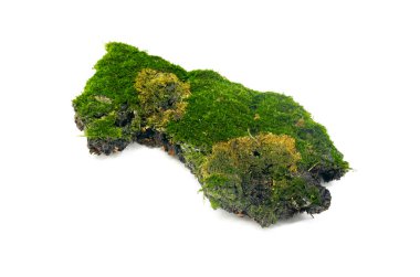 Beyaz arka plan üzerinde izole huş ağacı kabuğu yosunlu.