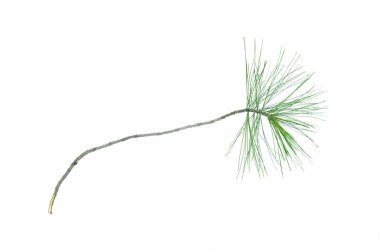 Beyaz arkaplanda yeşil çam ağacı dalı izole edilmiş.