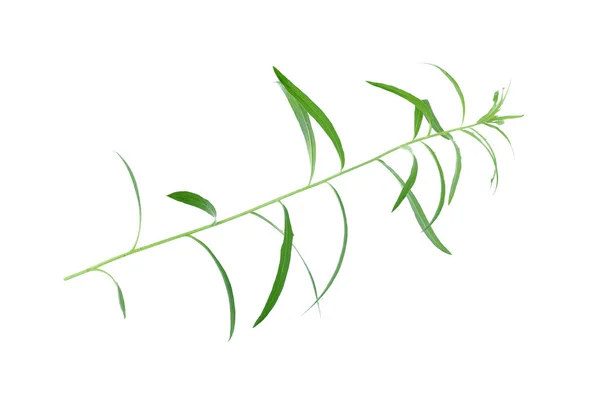 Stengel Van Plant Met Groene Bladeren Geïsoleerd Witte Achtergrond — Stockfoto