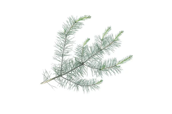 Green Pine Spruce Tree Branch Isolated White Background — Stock Photo, Image