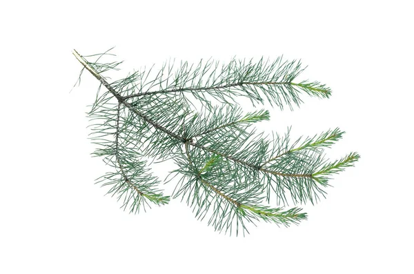 Green Pine Spruce Tree Branch Isolated White Background — Stock Photo, Image