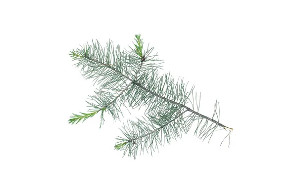 Green Pine Spruce Tree Branch Isolated White Background — Stock Photo, Image