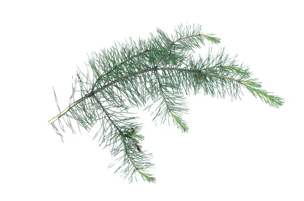 Green Pine Spruce Tree Branch Isolated White Background — Stock Photo, Image