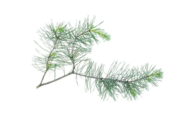 Green Pine Spruce Tree Branch Isolated White Background — Stock Photo, Image