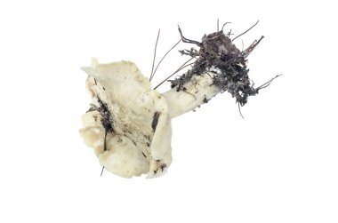 Zehirli mantar beyaz zemin üzerine izole.