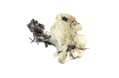 Zehirli mantar beyaz zemin üzerine izole.