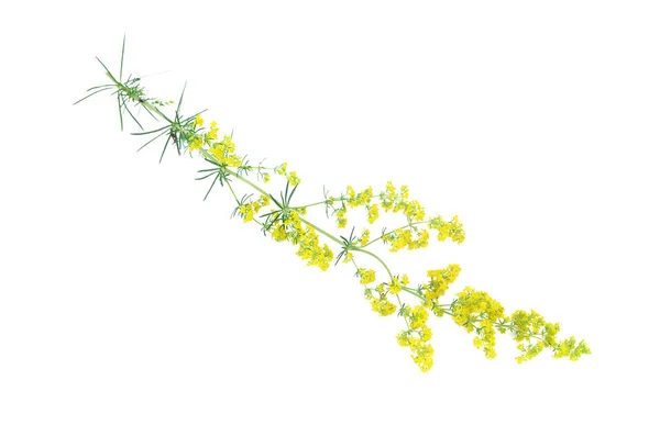 Жовтий Стебло Дикої Квітки Ізольовано Білому Тлі — стокове фото