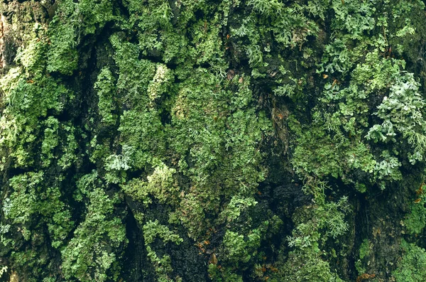 Mechový Březová Kůra Texturu Pozadí Zavřít Fotografie — Stock fotografie