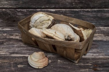 Chaga (raf mantar) tıbbi mantar ahşap arka plan üzerinde. Naturopathy. Alternatif Tıp.