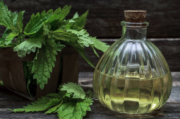 Nettle essential oil. Naturopathy. Herbal medicine.