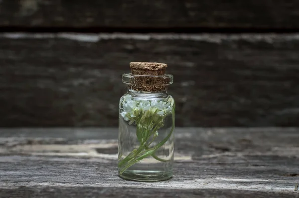 Witte Wilde Bloem Etherische Olie Houten Achtergrond Kruidengeneeskunde Natuurgeneeskunde — Stockfoto