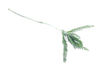 Beyaz arka plan üzerinde izole bitkinin yeşil kök.