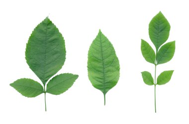 Beyaz arkaplanda izole edilmiş yeşil ağaç yaprakları.