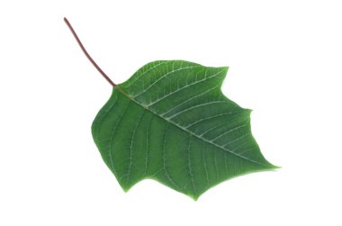 Beyaz arkaplanda izole edilmiş yeşil ağaç yaprakları.