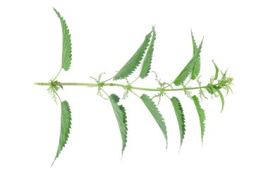 Isırgan otunun kök beyaz arka plan üzerinde izole yeşil yaprakları ile.
