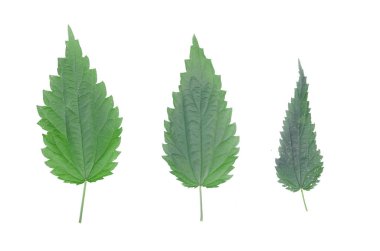 Nettle yaprakları beyaz arkaplanda izole.