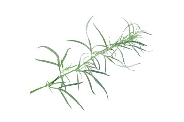 Beyaz arka plan üzerinde izole bitkinin yeşil kök.