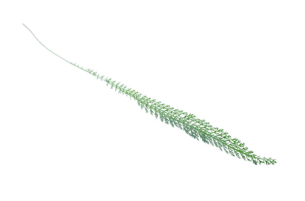 Green Stem Plant Isolated White Background — Stock Photo, Image