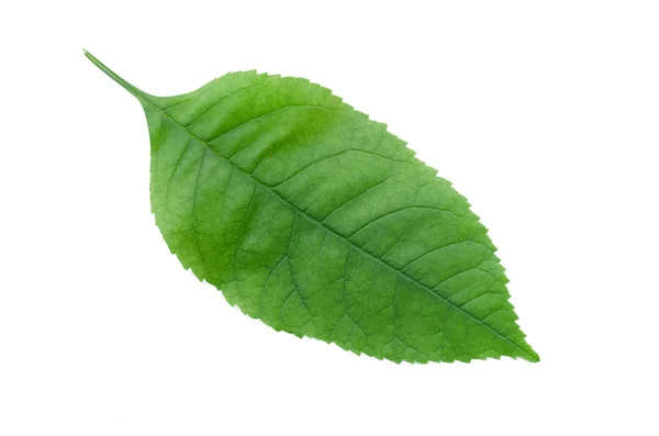 Green Leaves Tree Isolated White Background — Stock Photo, Image