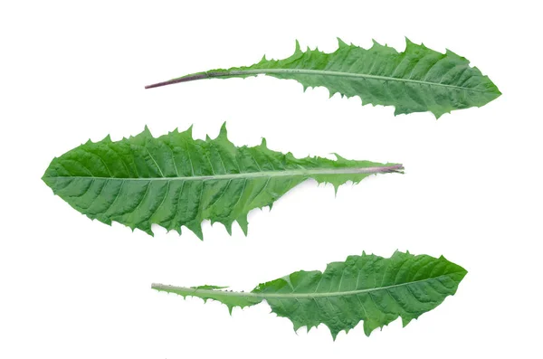Зелений Лист Кульбаби Ізольований Білому Тлі — стокове фото