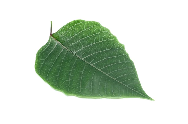 Grüne Blätter Des Baumes Isoliert Auf Weißem Hintergrund — Stockfoto