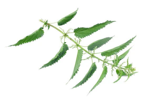 Nettle Stam Med Gröna Blad Isolerad Vit Bakgrund — Stockfoto