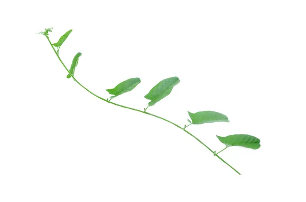 Зелений Стебло Рослини Ізольовано Білому Тлі — стокове фото