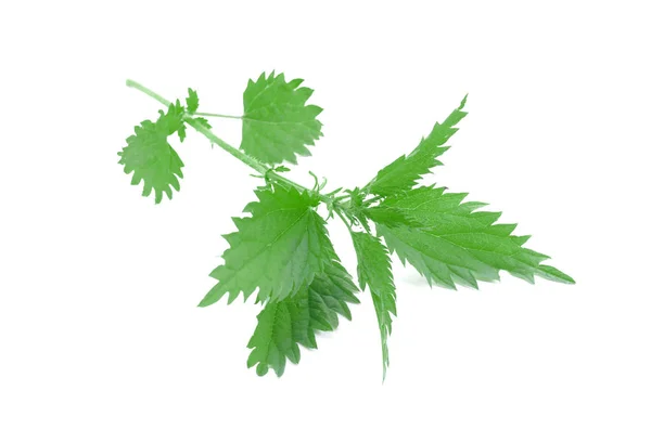 Nettle Stam Med Gröna Blad Isolerad Vit Bakgrund — Stockfoto