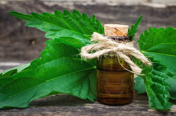 Aceite Esencial Ortiga Naturopatía Medicina Herbal —  Fotos de Stock