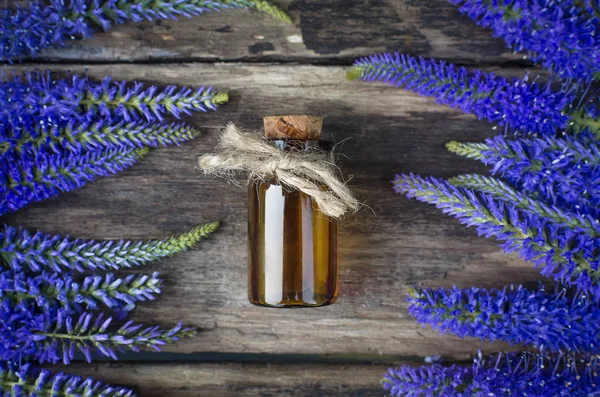 Verónica Longifolia Aceite Esencial Flor Naturopatía Medicina Herbal —  Fotos de Stock