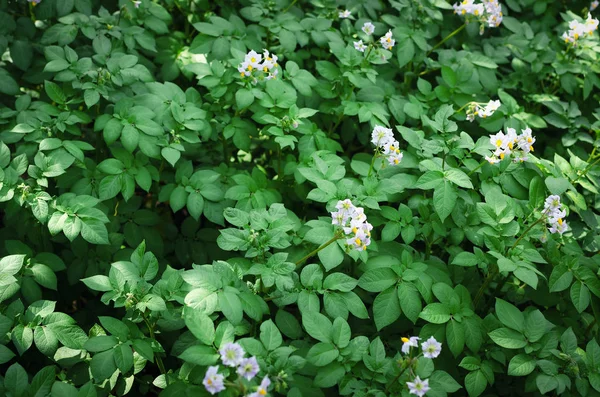 Young potato plant stems field close up photo.