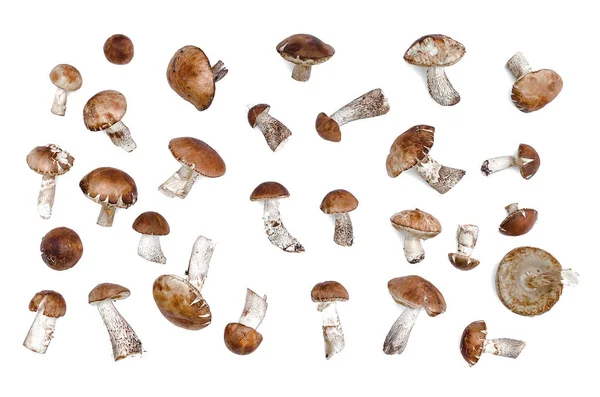 棕色帽单面 Leccinum Scabrum 收集在白色背景上隔离 — 图库照片