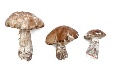 Beyaz arka plan üzerinde izole kahverengi kap çörek leccinum scabrum koleksiyonu.