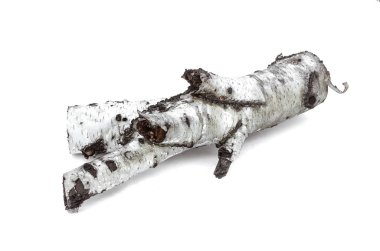 Beyaz arka plan üzerinde izole kuru huş ağacı dalı.