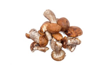 Beyaz arka plan üzerinde izole kahverengi kap çörek lessinum scabrum yığını.