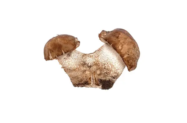 Brown Cap Boletus Leccinum Scabrum Isolado Sobre Fundo Branco — Fotografia de Stock