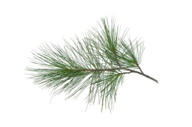 Beyaz arkaplanda yeşil çam ağacı dalı izole edildi.