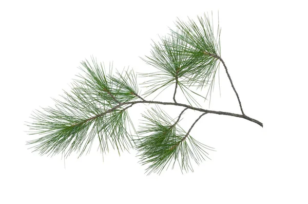 Green Pine Tree Branch Isolated White Background — Stock Photo, Image