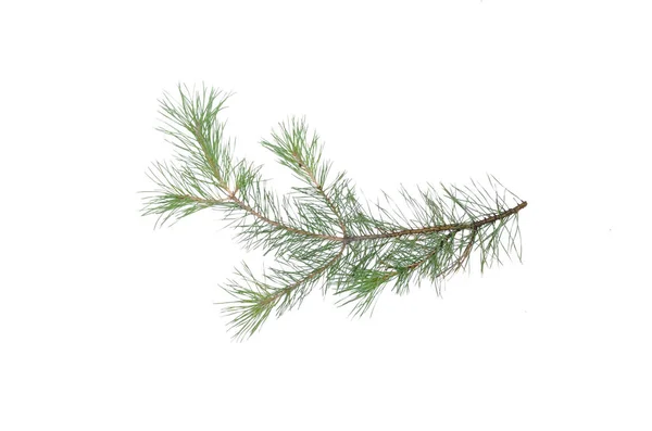 Green Pine Tree Branch Isolated White Background — Stock Photo, Image