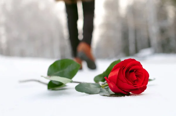 Цветок Красной Розы Лежащий Покрытой Снегом Дороге Зимнем Парке Уходящий — стоковое фото