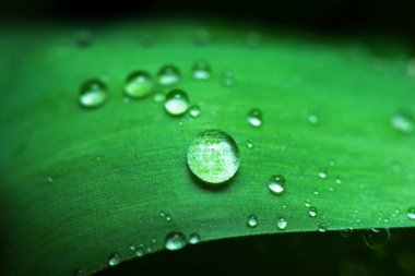 Bir yaprak yeşil arka plan üzerinde çiy damlaları.