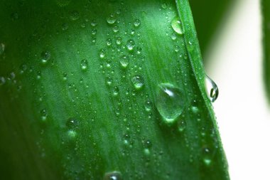 Bir yaprak yeşil arka plan üzerinde çiy damlaları.