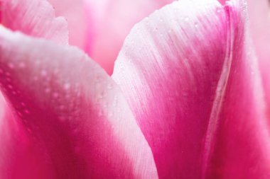 Bir mor Lale çiçek yaprakları arka plan üzerinde çiy damlaları.