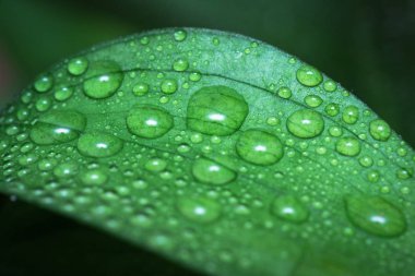 Bir yaprak yeşil arka plan üzerinde çiy damlaları.