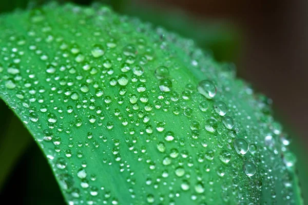 Gotas Orvalho Uma Folha Verde Fundo Abstrato — Fotografia de Stock