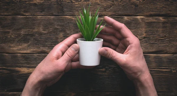 Empresário Está Segurando Mão Uma Planta Verde Pote Acima Sua — Fotografia de Stock